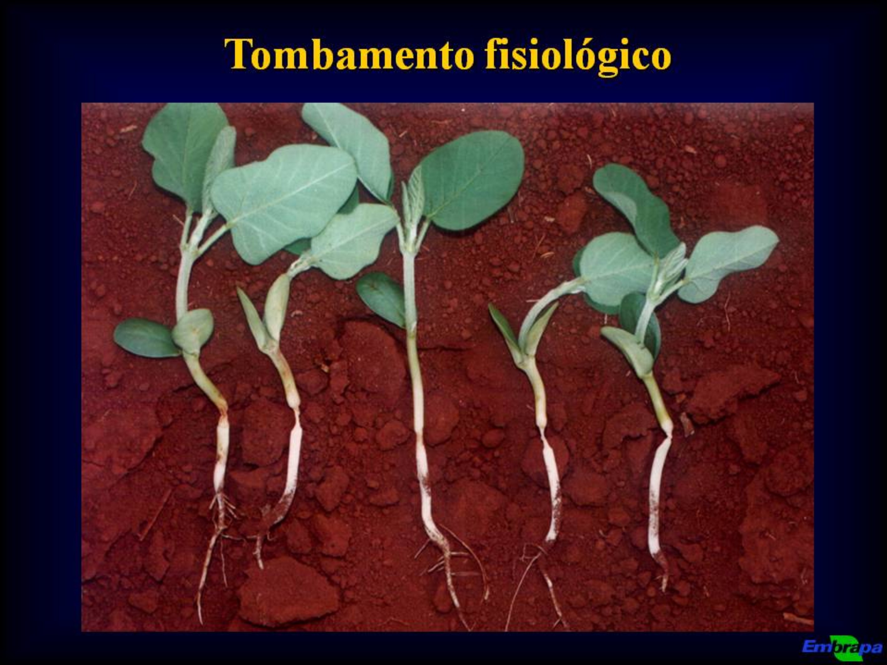 Plantulas no campo