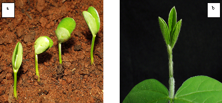 Plantulas de Soja