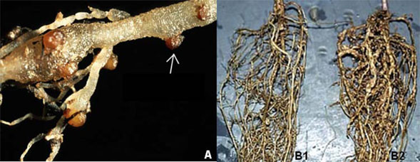 Nematoide de Galhas