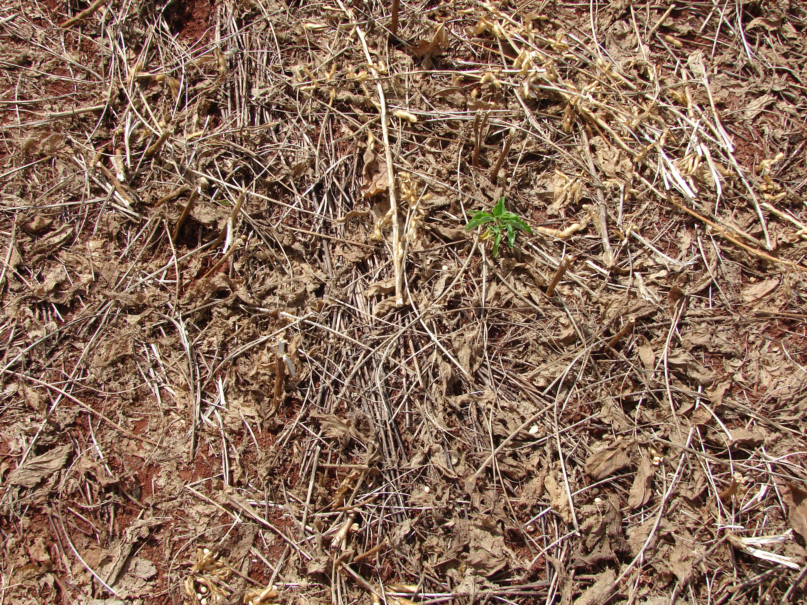 Colheita da soja, sem plantas daninhas, cultivada em área após aveia 