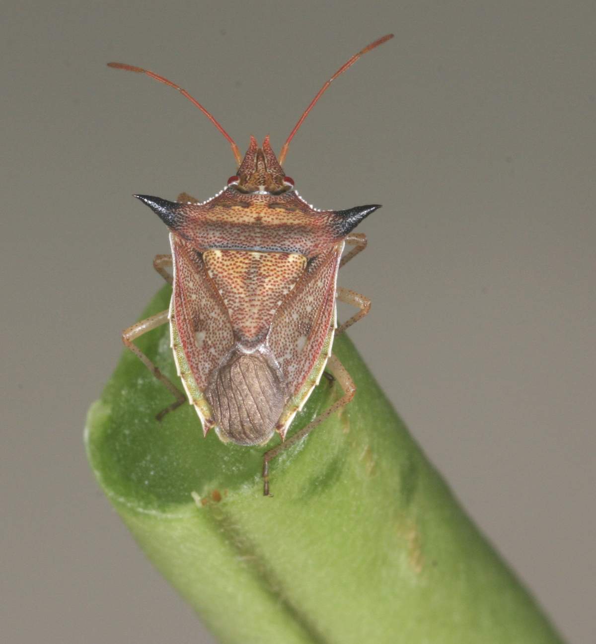 percevejo barriga-verde