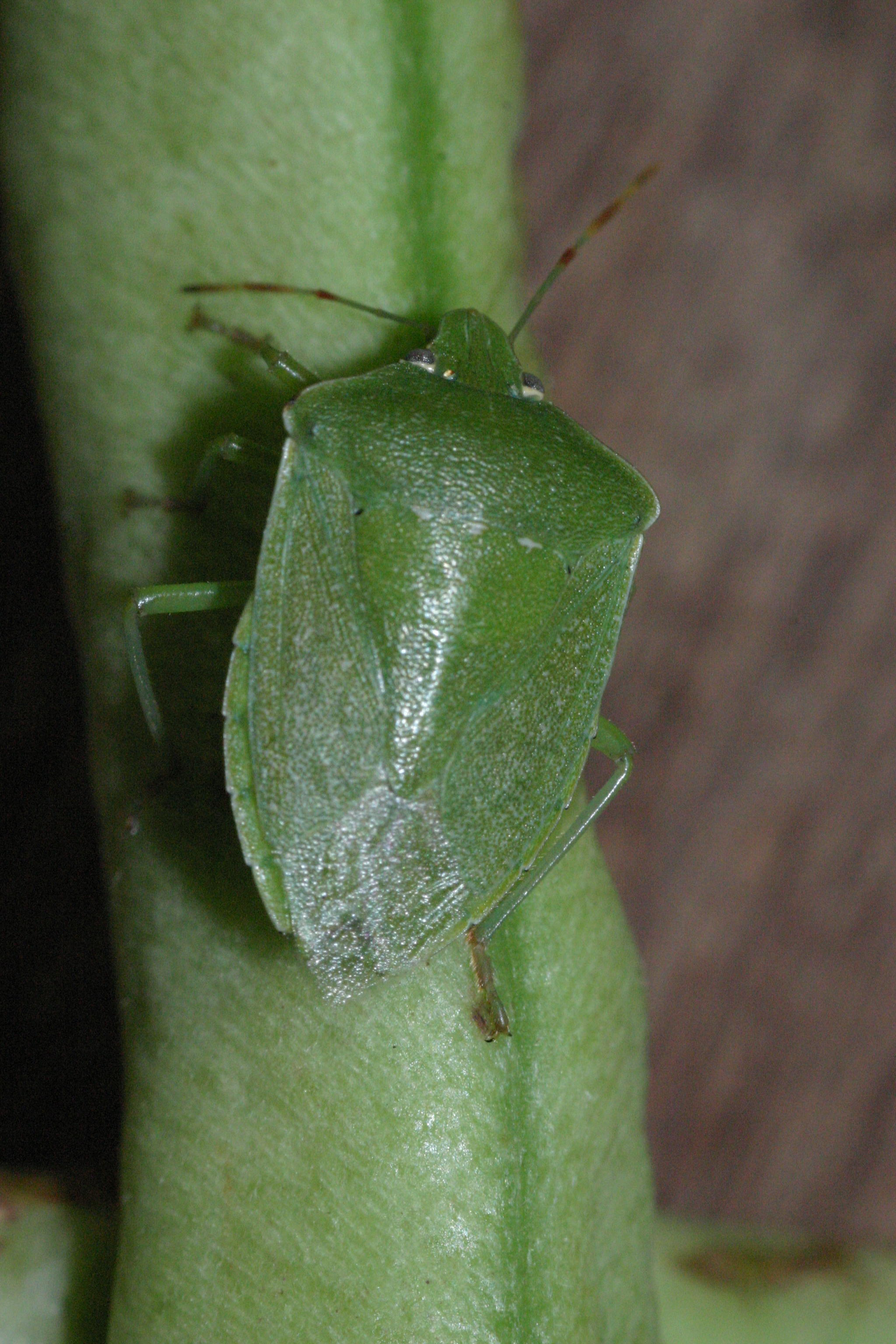 Nezara viridula