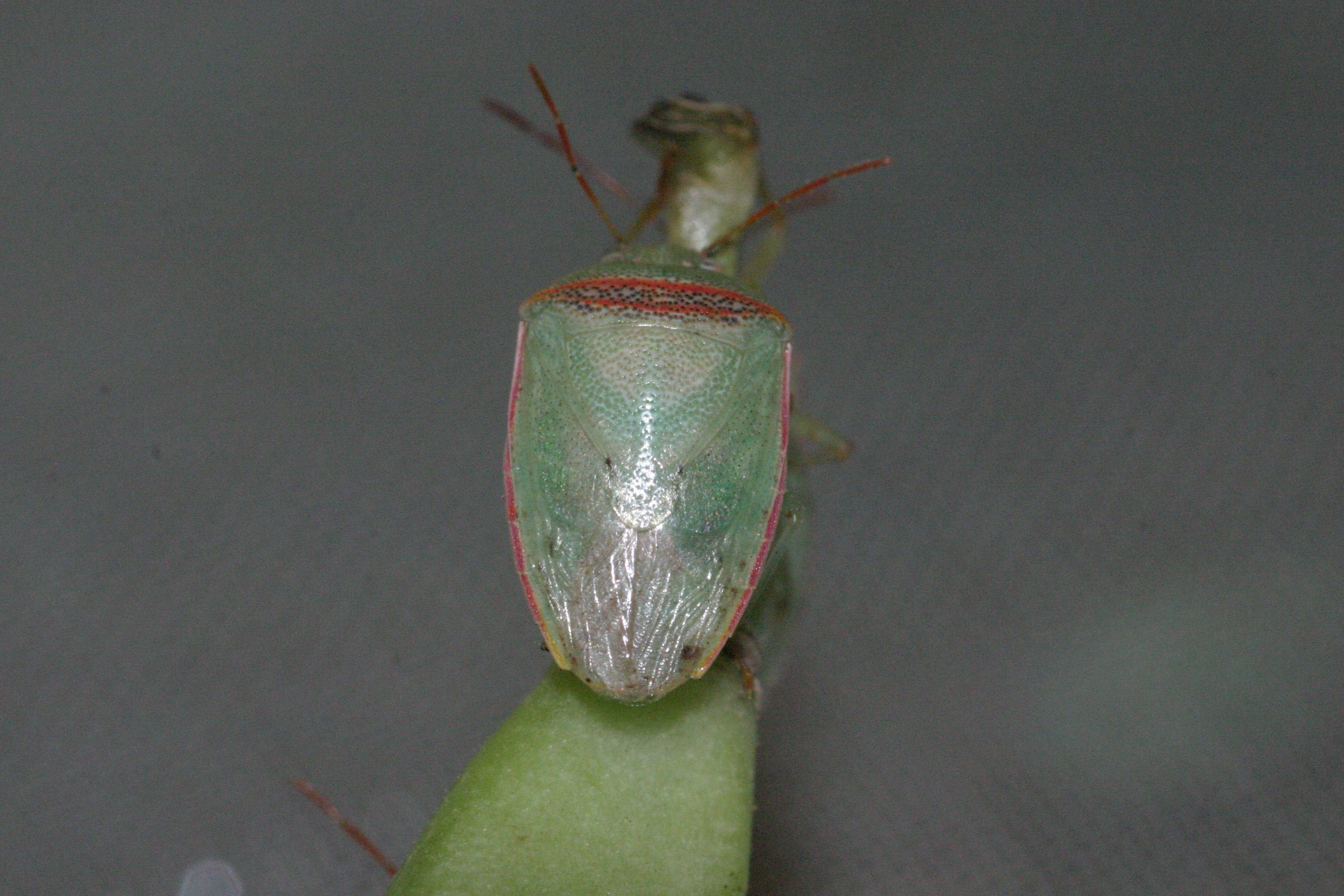 Piezodorus guildinii