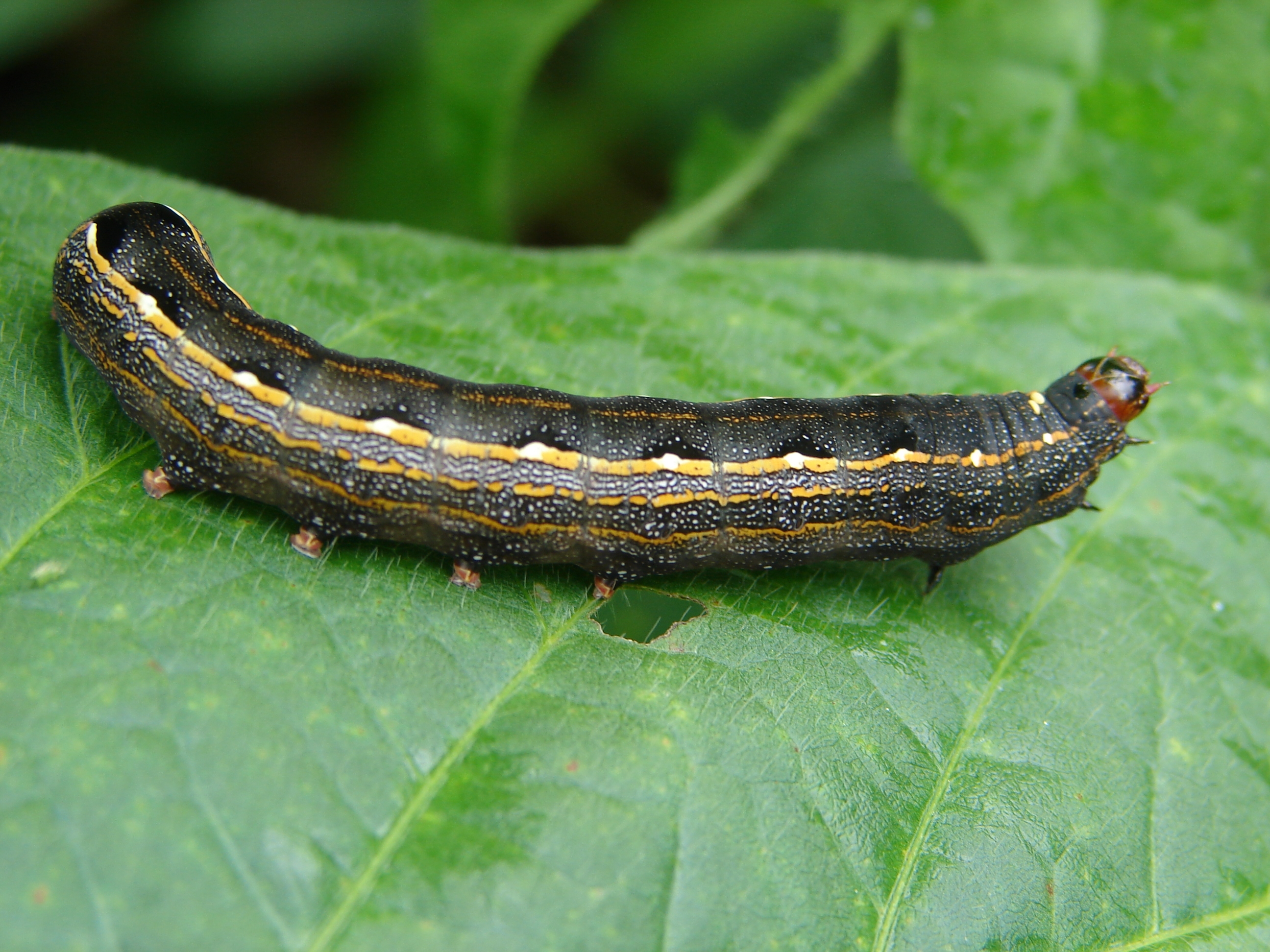 Spodoptera cosmioides