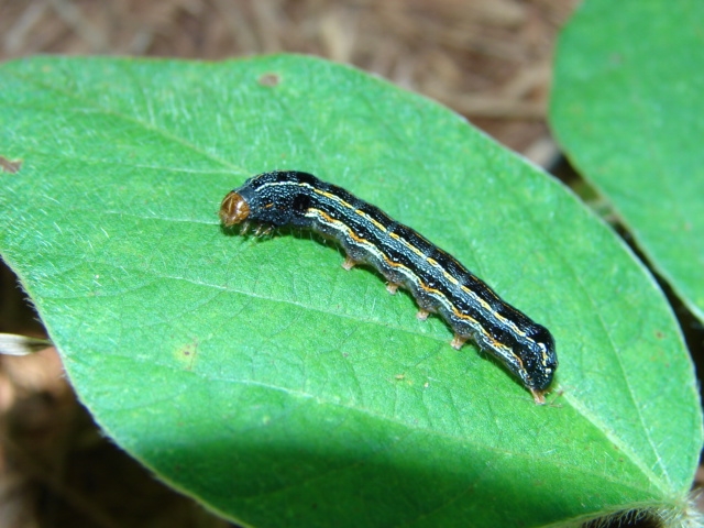 Spodoptera eridania