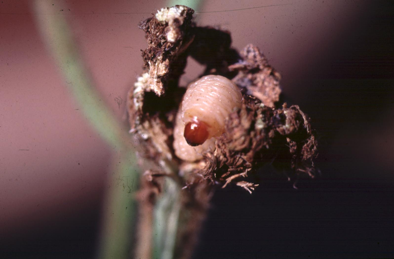 Tamanduá da Soja larva