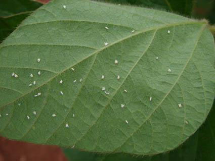 adulto mosca branca