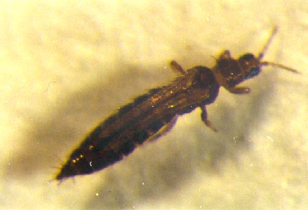 Frankliniella schultzei