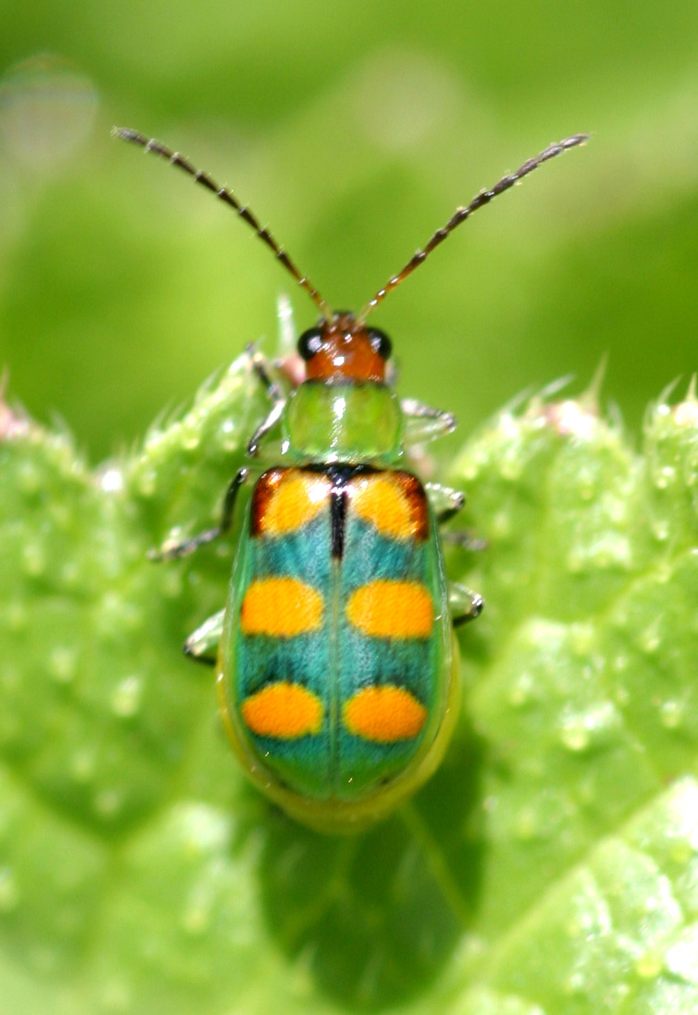 Diabrotica speciosa