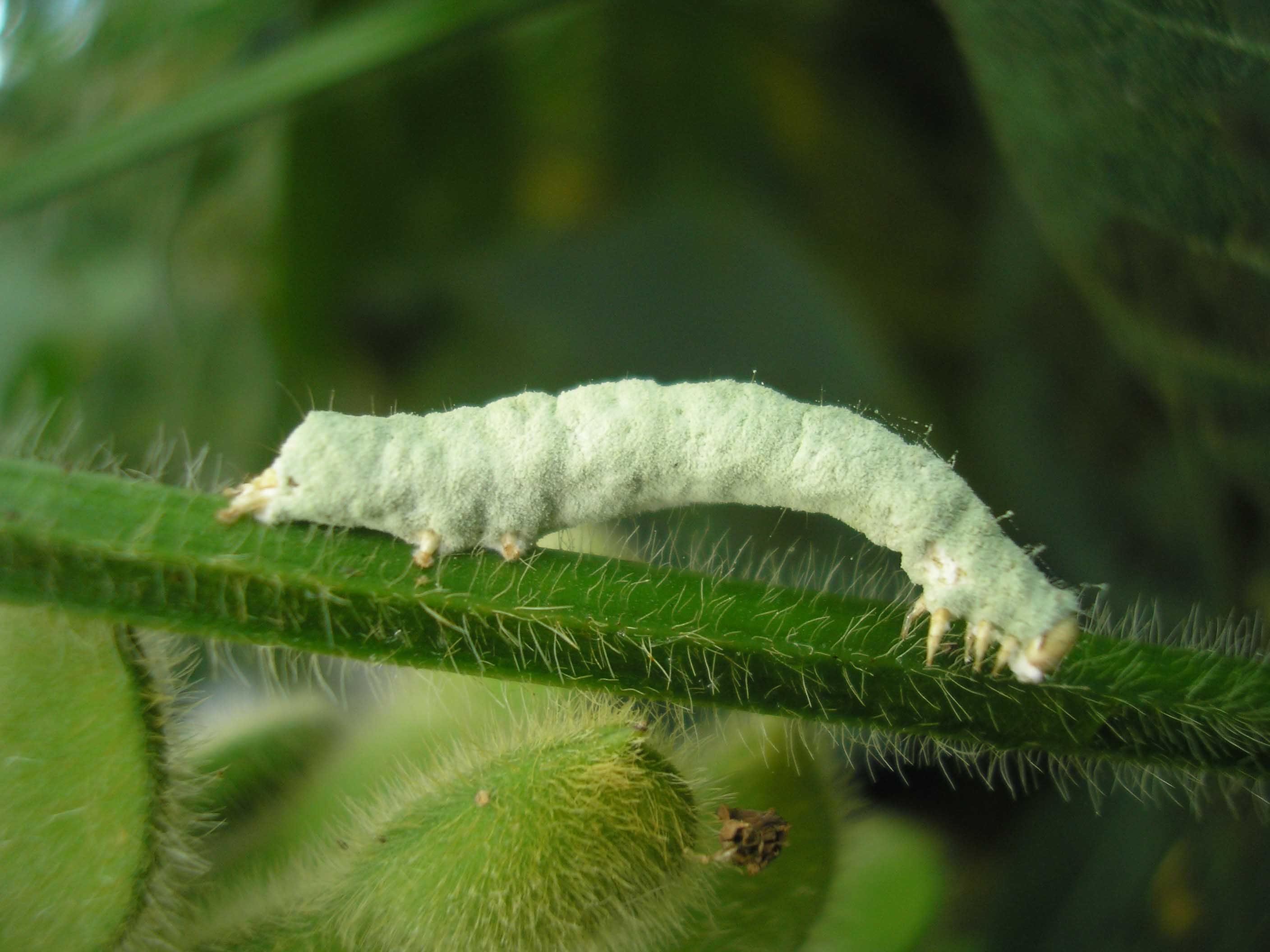 Nomuraea rileyi 