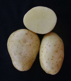 Cultivar Cota