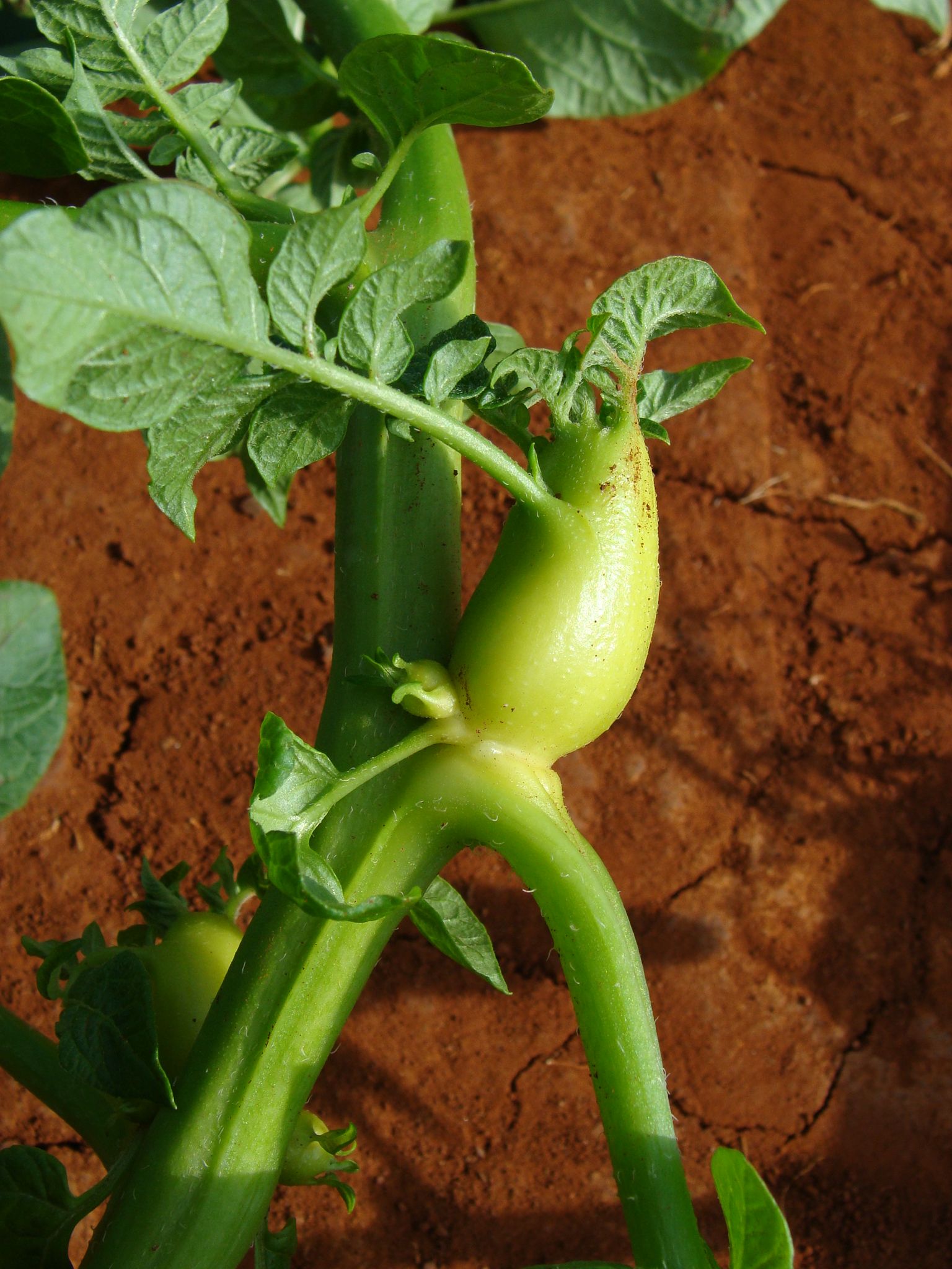 Tubérculos aéreos nas plantas