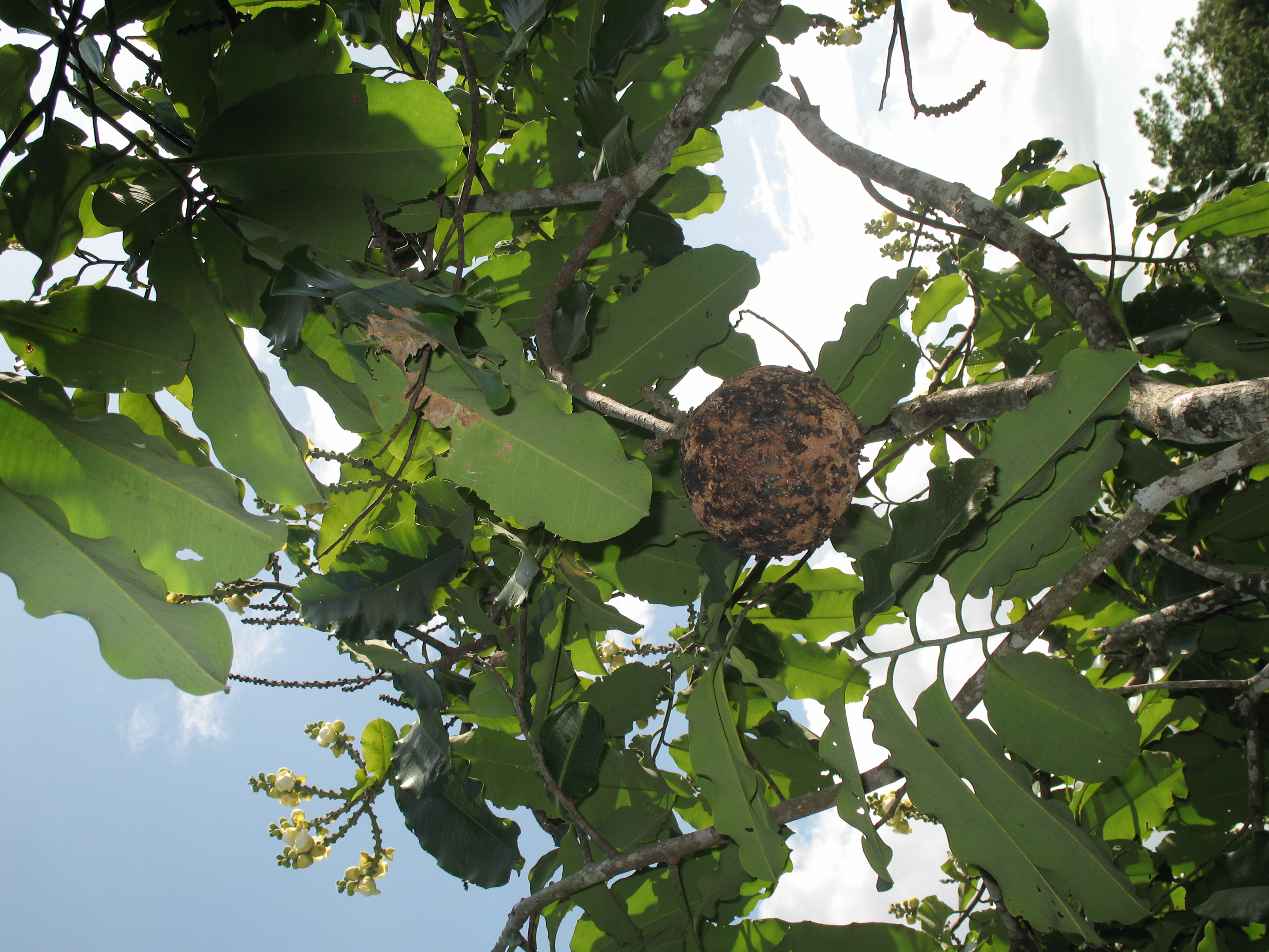 Fruto da castanheira