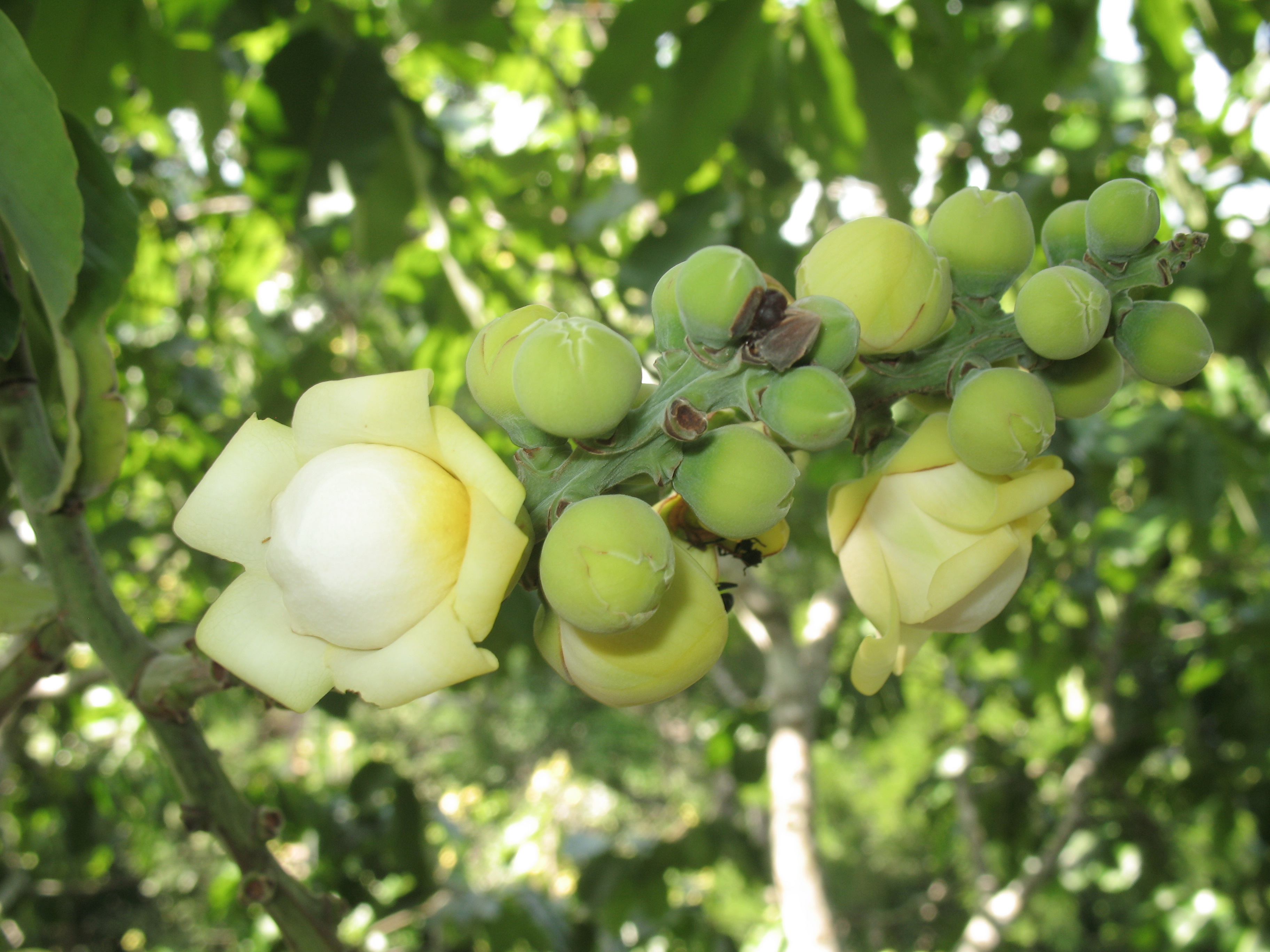 Flor da castanheira