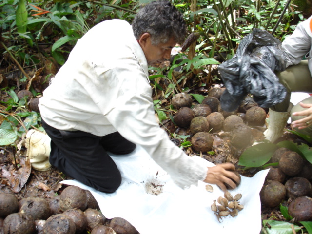 Quebra ou corte do ouriço