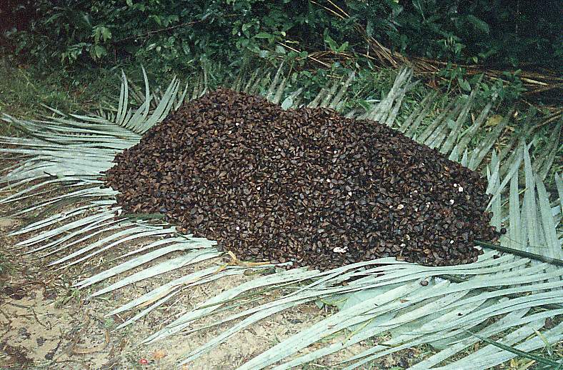 Armazenamento na palha