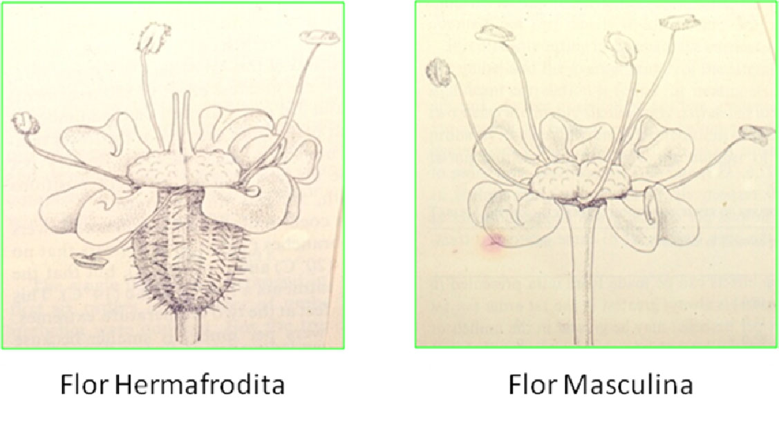 Flor hermafrodita e flor masculina de cenoura