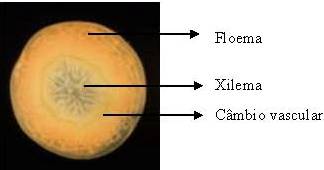 Tecidos da raiz de cenoura