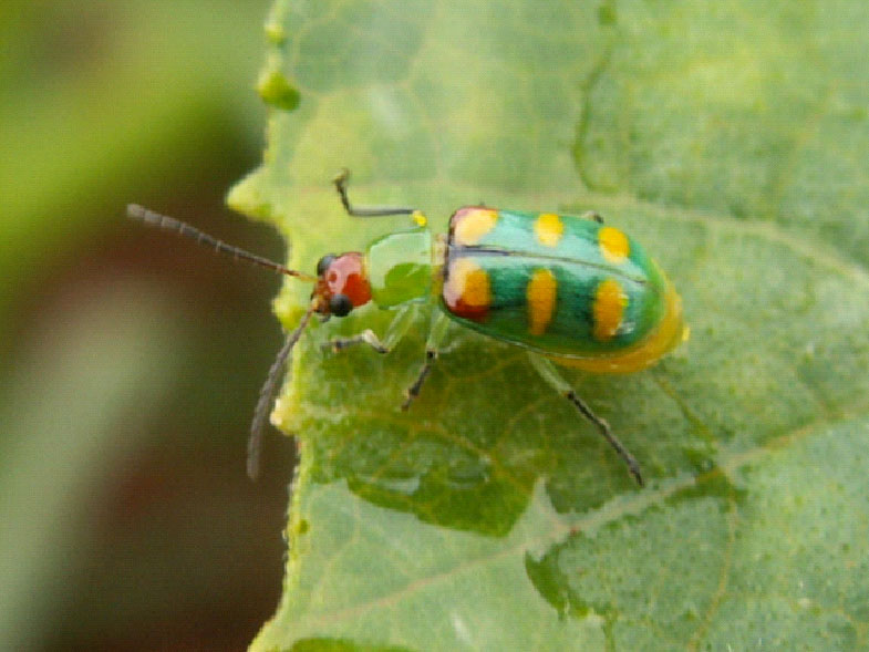 Adulto de Diabrótica Speciosa