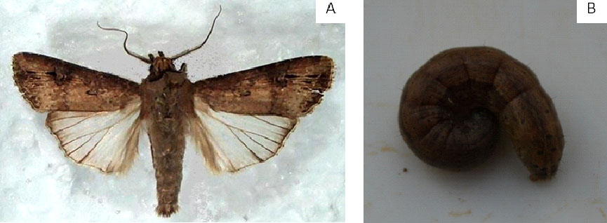 Agrotis ipsilon