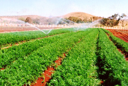 Sistema de irrigação por aspersão convencional utilizando aspersores de impacto.