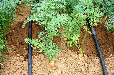 Sistema de irrigação por gotejamento.