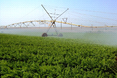 Sistema de irrigação por aspersão com pivô central.