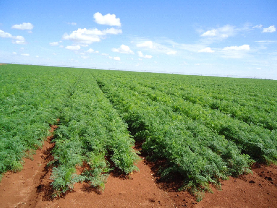 Lavoura de cenoura sob pivô-central manejada com os herbicidas trifluralin em pré-emergência e linuron em pós-emergência. 