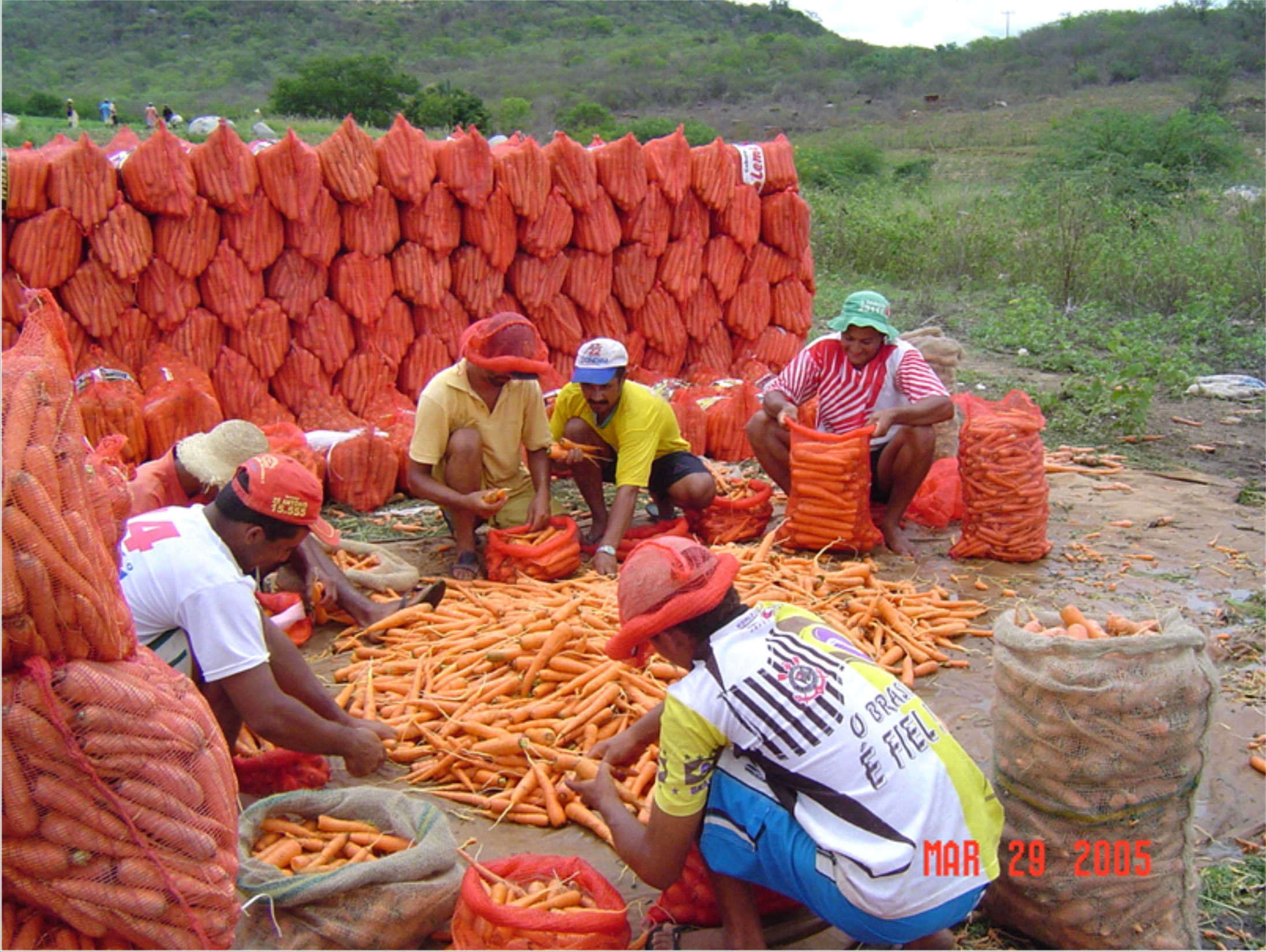 Acondicionamento em sacos de ráfia