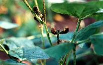 Planta de caupi atacada por pulgão