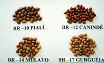 Variedades de caupi com resistência múltipla a vírus