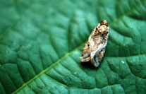 Mariposa de spodoptera