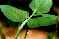 Lagarta de Spodoptera cosmioides 