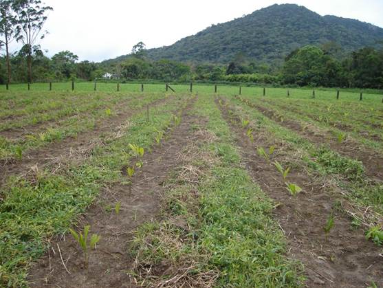 Área récem-plantada com pupunheira no espaçamente