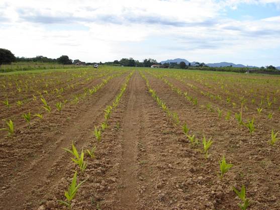 Área recém-plantada com pupunheira no espaçamento