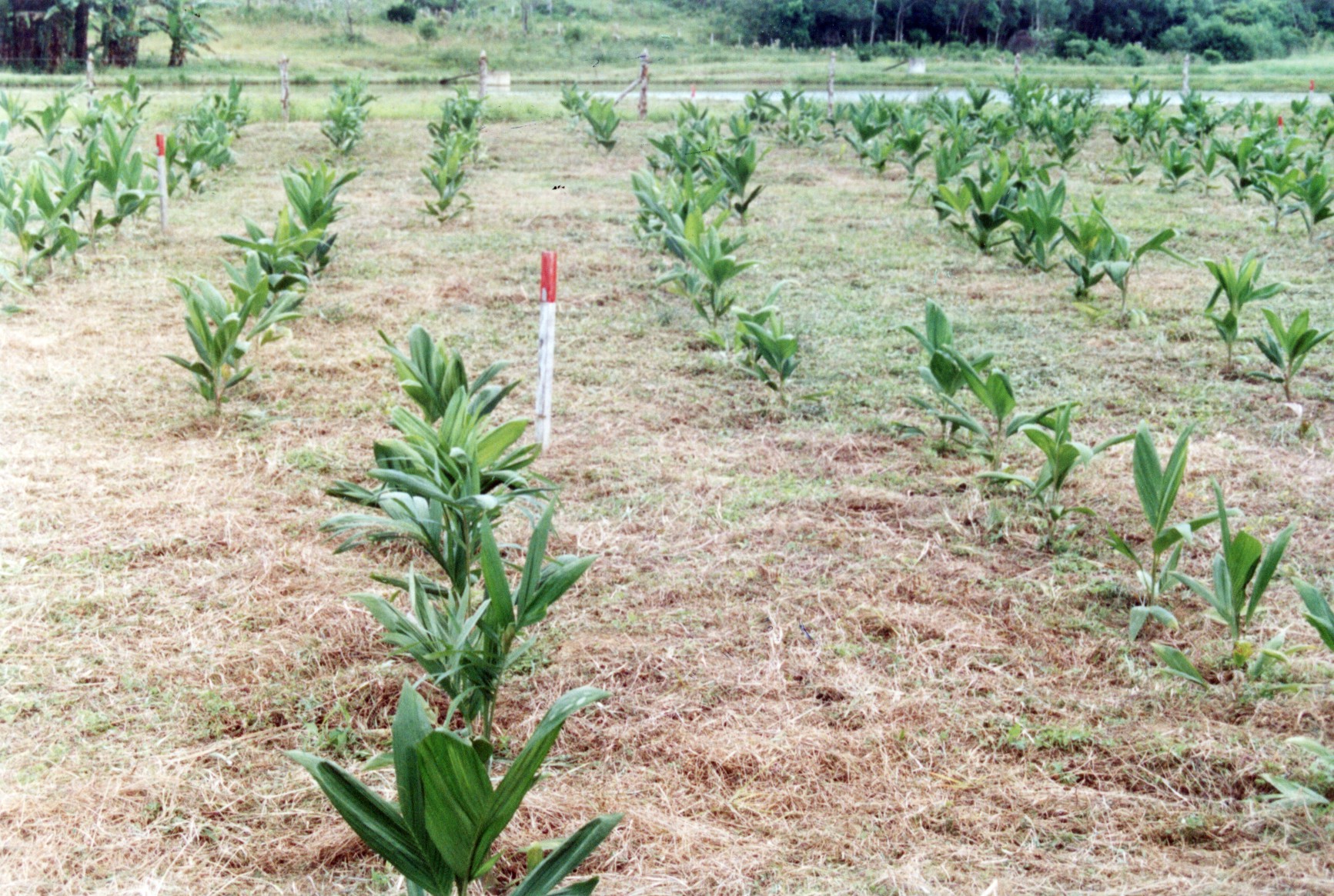 Área plantada com pupunheira