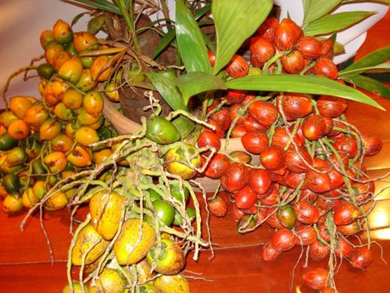 Cachos e frutos de pupunheira