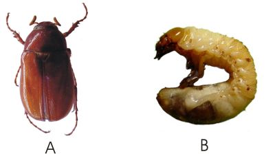 Phyllophaga triticophaga