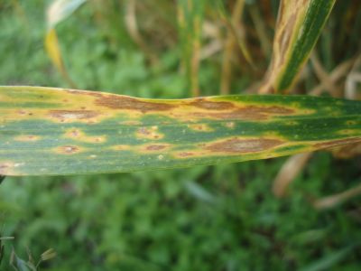 Mancha Foliar em triticale