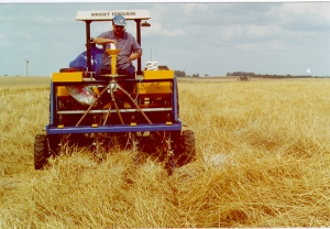 Semeadura de triticale