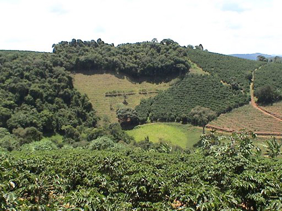 Plantação de café orgânico