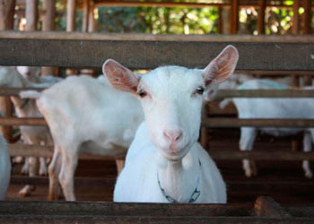 Embrapa Caprinos e Ovinos (Sobral/CE)