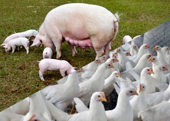 Embrapa Suínos e Aves (Concórdia/SC)