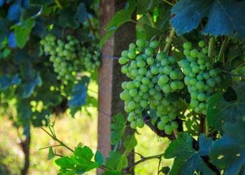 Embrapa Uva e Vinho (Bento Gonçalves/RS)