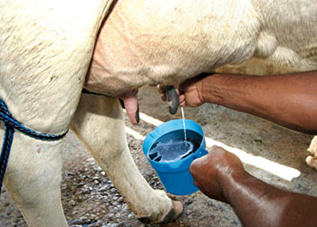 Embrapa Gado de Leite (Juiz de Fora/MG)