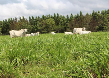 Embrapa Pecuária Sudeste (São Carlos/SP)