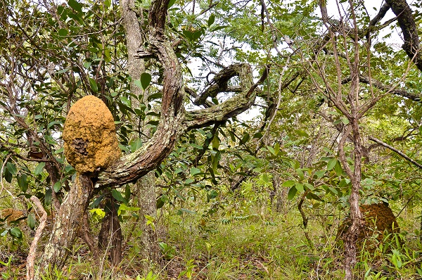 Embrapa Cerrados (Brasília/DF)