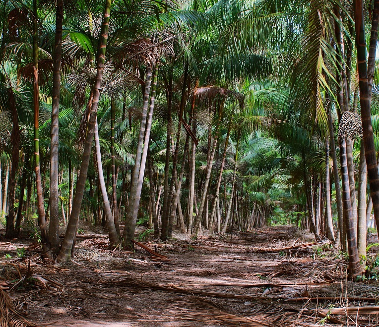 A sustentabilidade em padrões internacionais