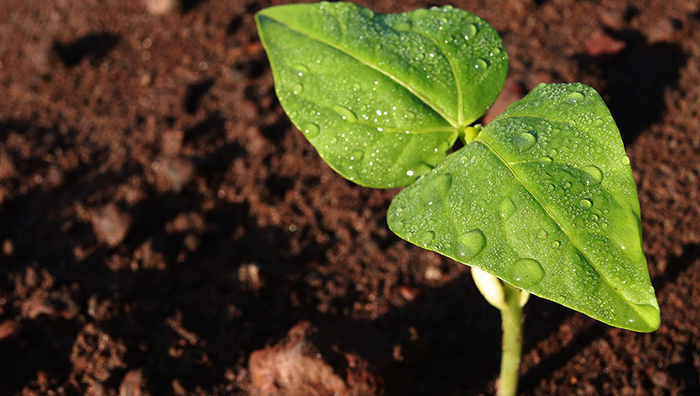 Novos tempos, novos rumos para a pesquisa agropecuária