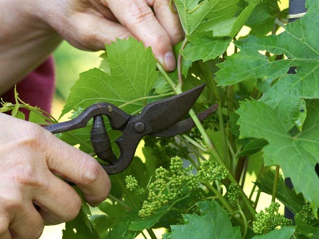 Práticas Agropecuárias